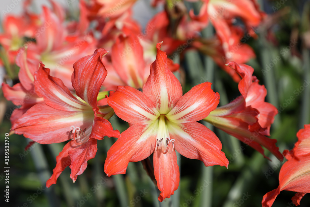 Closeup of beautiful orange Amaryllis flowers Closeup of beautiful orange Amaryllis flowers