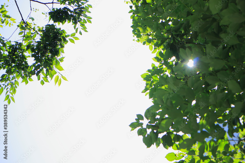 都心の木陰 都心の木陰