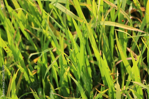 green grass background