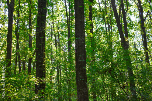 Tall oak forest on a bright sunny summer day
