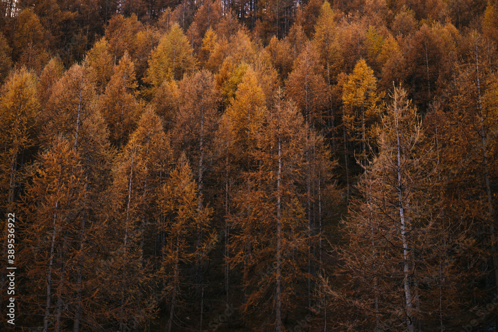 Orange forest in autumn