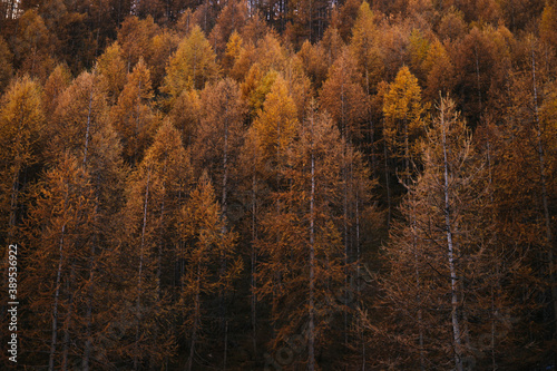 Orange forest in autumn