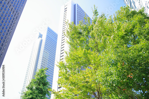 高層ビルと街路樹