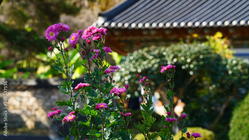 a purple chrysanthemum blooming in a temple.