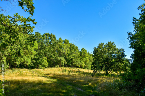 Beautiful Ukrainian forest on a summer sunny day
