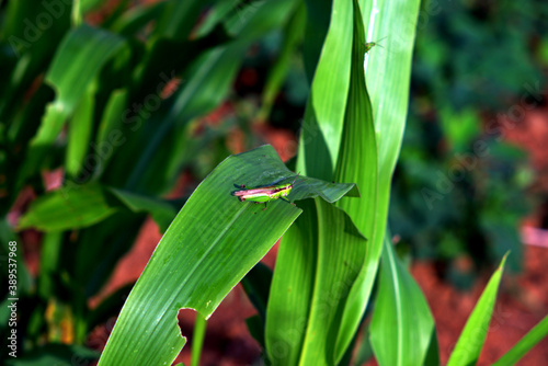 "
green grasshopper, perched on sugarcane leaves after eating a little of the edge of the leaves"
