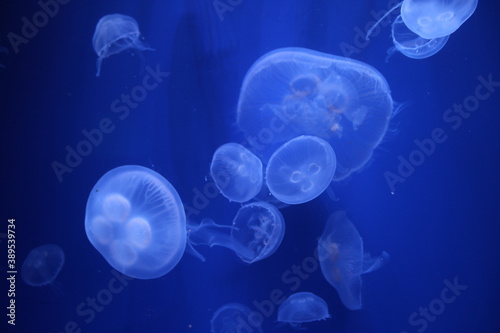 Jellyfishes in the oceanographic in Valencia, Spain