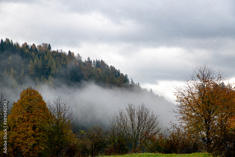 autumn fog at a forest in the Austrian region of Carinthia
