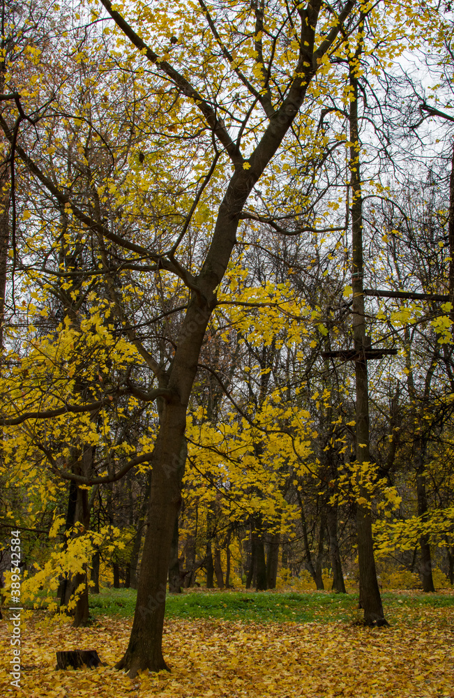 autumn in the park