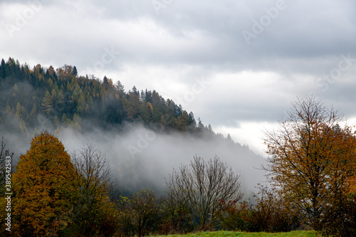 autumn fog at a forest in the Austrian region of Carinthia