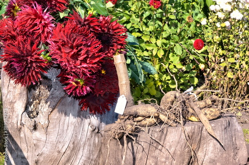 Kenora Macob is a variety of decorative dahlia.  Large dark red dahlia flowers lie on a wooden surface.  Tubers of beautiful flowers.  Sunny photography in the garden.  Growing garden flowers. photo