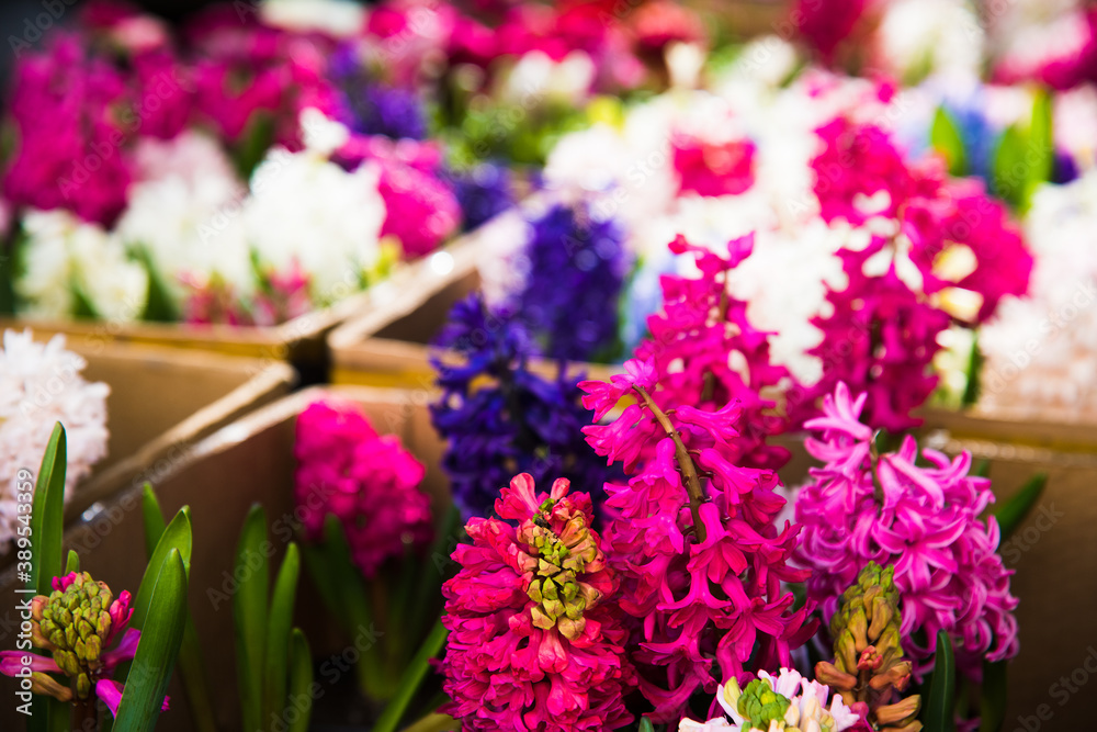 Selling flowers. Bouquets of colorful irises Selling flowers. Bouquets of colorful irises