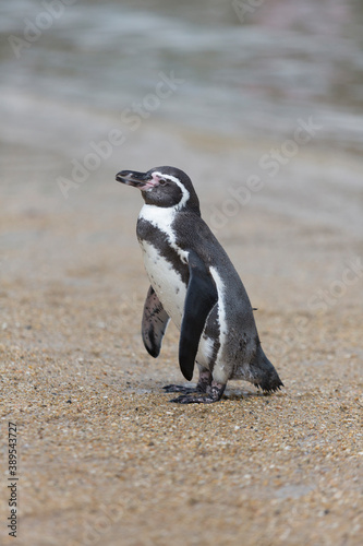 ビーチのフンボルトペンギン