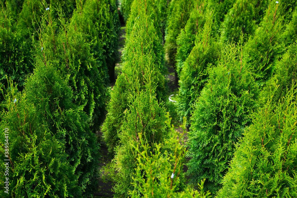 Saplings coniferous trees in pots in plant nursery Saplings coniferous trees in pots in plant nursery