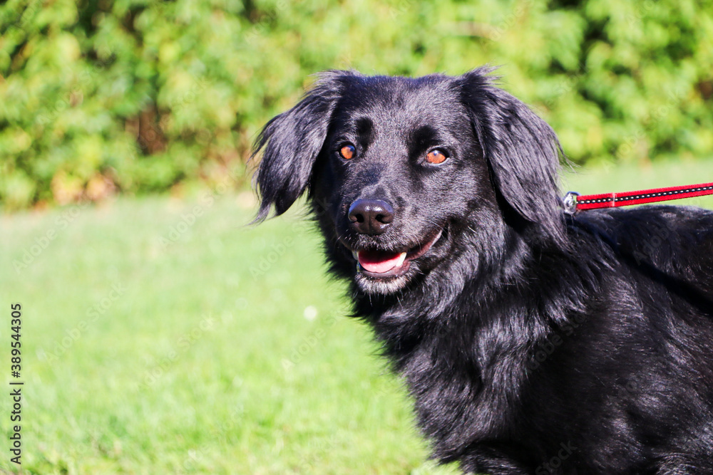 Black Dachshund look at the camera