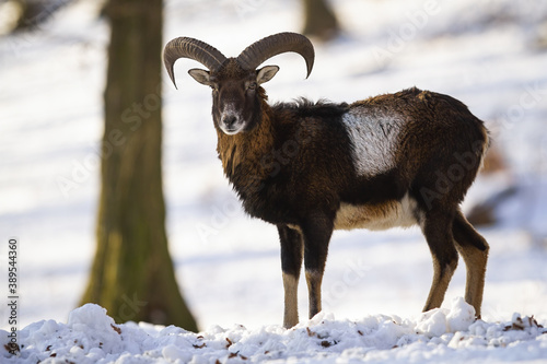 Mouflon, ovis musimon, ram standing in forest in wintertime nature. Brown male mammal with rounded horns looking to the camera on snow. Wild sheep watching in woodland. © WildMedia