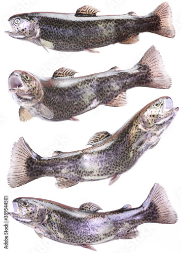 Trout fish on white background