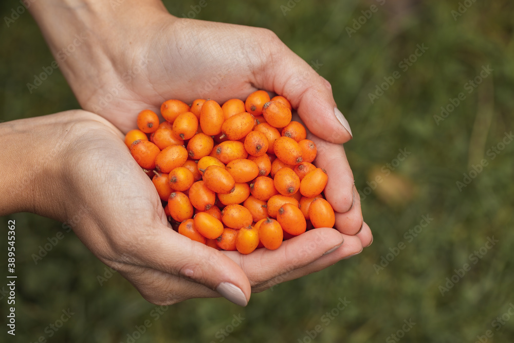 Top view of a woman hands holding sea buckthorn, hippophae rhamnoides, berries. Organic seeds rich in vitamin c in fingers of a person. Harvest of healthy juicy seeds.