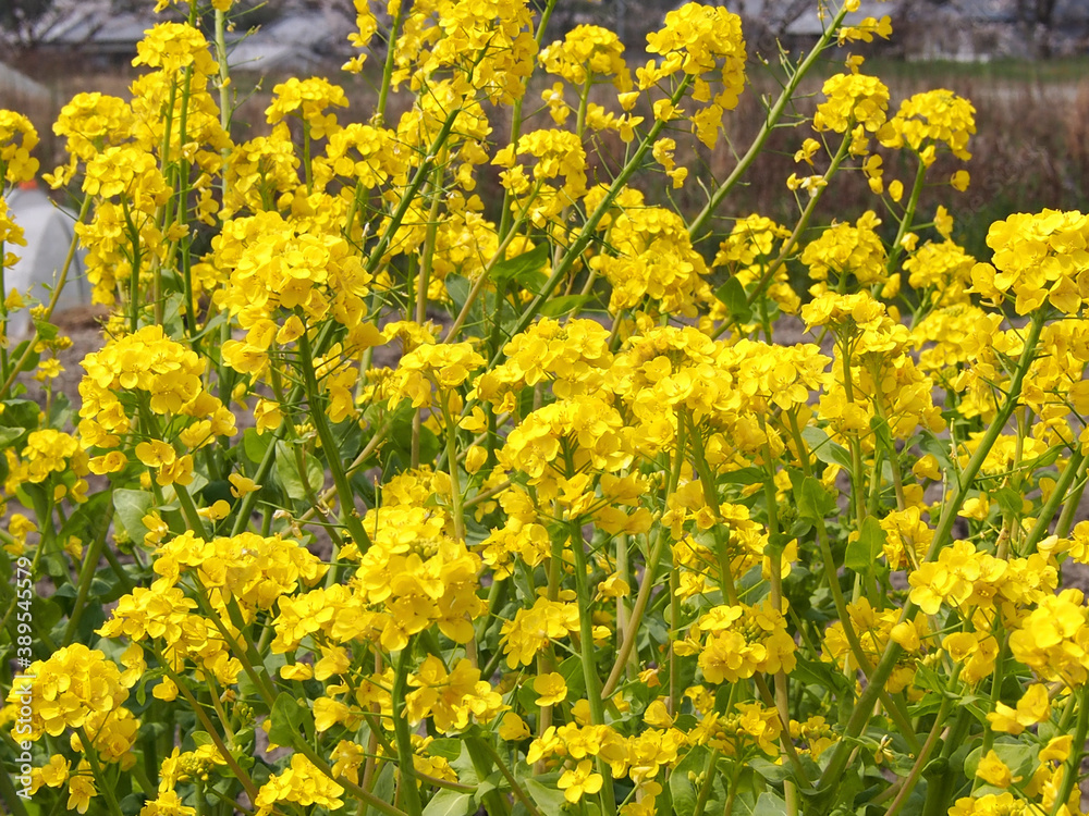 Obraz premium 菜の花