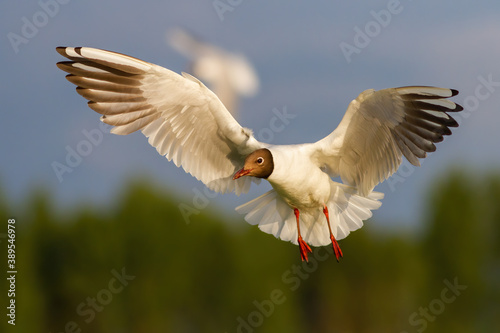 black-headed gull, chroicocephalus ridibundus, flying in the air in summertime nature at sunset. Aquatic bird with spread wings midair from front. White feathered animal hovering.