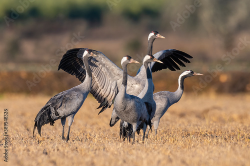 European Common Cranes Birds Migration