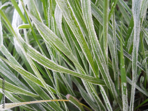 green rice field