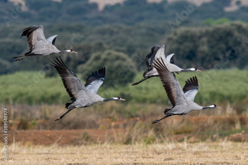 European Cranes Birds Migrating