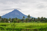 Merapi Mountain and rice fields
