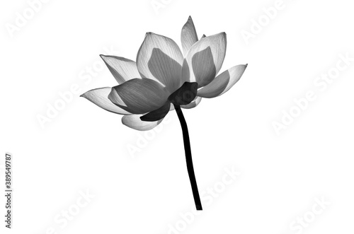 Beautiful lotus flower in black and white isolated on background.