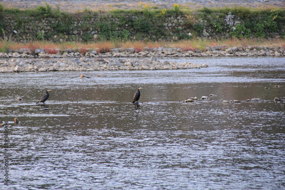 浅い川の中に突き出た足場で羽を手入れするウ(カワウ)2羽 浅い川の中に突き出た足場で羽を手入れするウ(カワウ)2羽