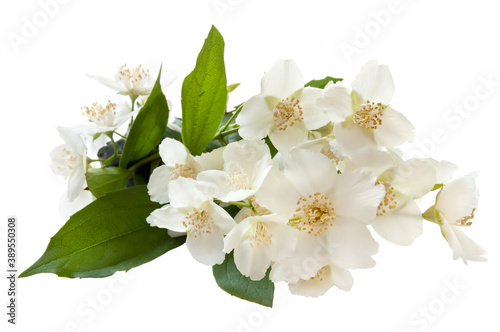 Bouquet of Jasmine isolated on the white background