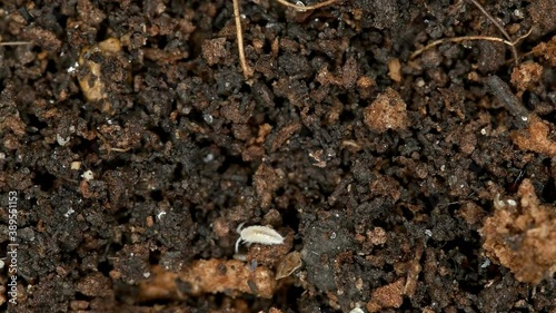 Inhabitants of the soil: soil mites, wood lice (Isopoda), Collembola. There are both pests and useful ones. Close-up photo