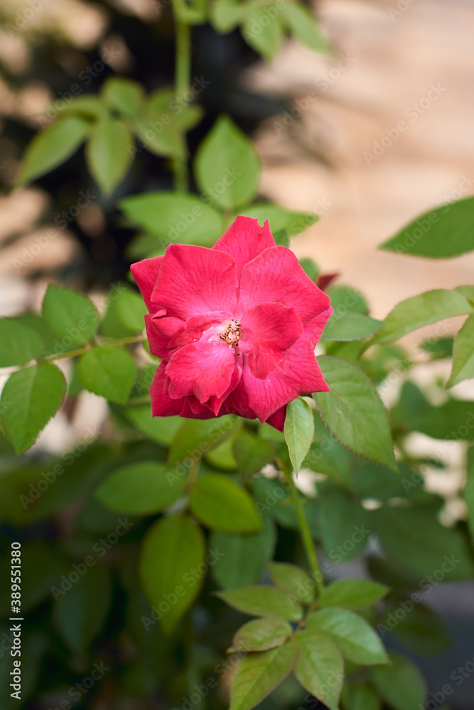 Red rose blooming in the garden. single red rose background