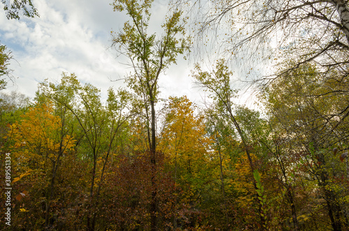 forest in autumn