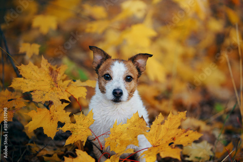 dog peeps out of yellow maple leaves. Little jack russell in autumn park. 