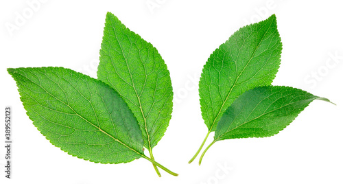 fresh plum green leaves isolated on white background. top view