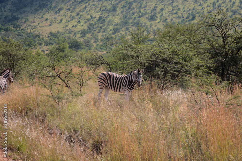 Obraz premium View of Zebra standing in the bush and looking at the camera during Spring in Pilanesberg National Park, South Africa