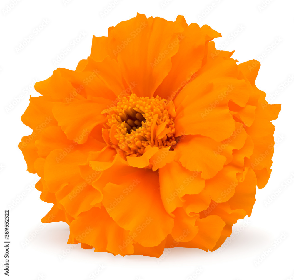marigold flower head isolated on white background. calendula flower. clipping path marigold flower head isolated on white background. calendula flower. clipping path