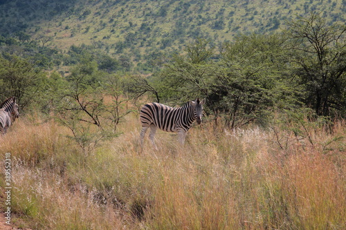 View of Zebra standing in the bush and looking at the camera  during Spring in Pilanesberg National Park  South Africa