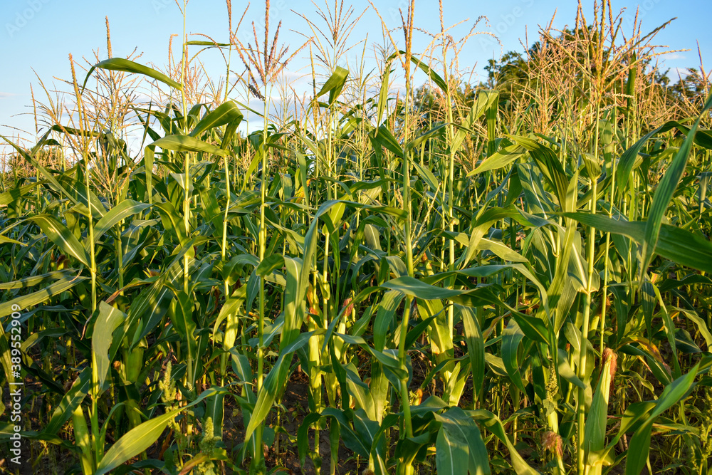 Fototapeta premium field of corn