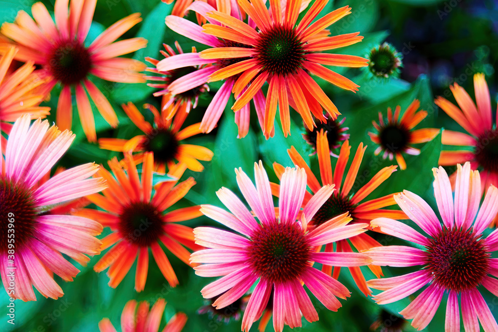 Lush rudbeckia flowers and petals on the summer meadow. Floral and herbal backgrounds and textures Lush rudbeckia flowers and petals on the summer meadow. Floral and herbal backgrounds and textures