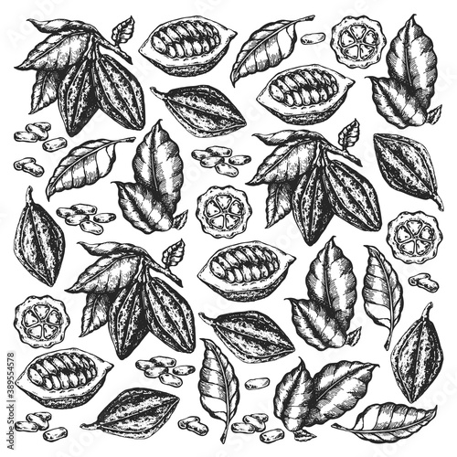 Cocoa beans illustration. Engraved style illustration. Chocolate cocoa beans. Vector pattern illustration