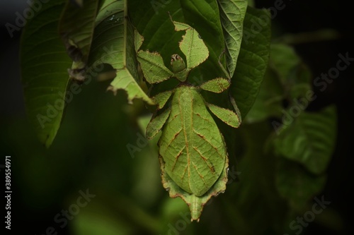 It looks like a leaf with both the core and the veins. That is like being eaten by an insect It will have the appearance of a grasshopper's tentacles, the leaves will be a thread.  photo