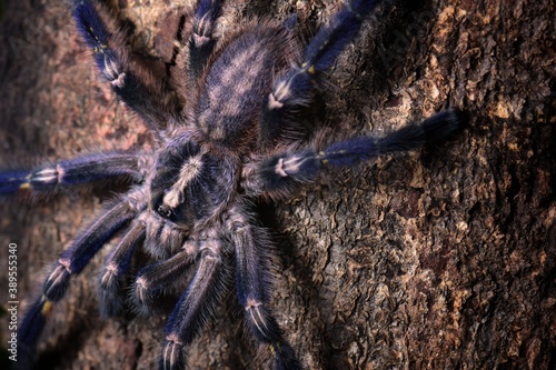 It is one of the most beautiful and outstanding species in the world of Tarantula because of the beauty of the species. This is blue all over the body. With pattern on the bottom Native to India