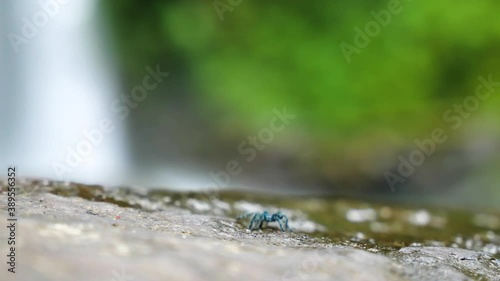 Juveline matoutou blue spider caribena versicolor walking on a rock with a waterfall in background photo