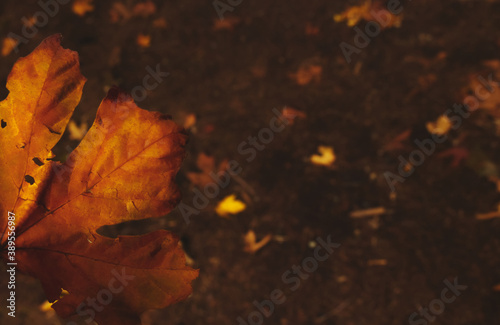 A girl is holding Golden Maple Leaf in her hand. Autumn (Fall) in Vancouver,Canada. Copy space.