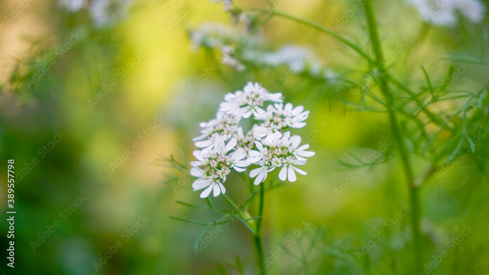 Coriandrum sativum L. Apiaceae Chinese-parsley - coriander plant flowers Coriandrum sativum L. Apiaceae Chinese-parsley - coriander plant flowers