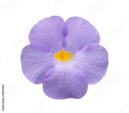 Isolated violet flower, cut outline on white background