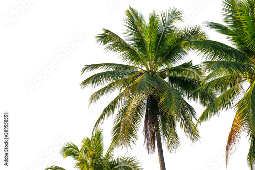 coconut palm leaf isolated on white with clipping path for object and retouch design. © jakkapan