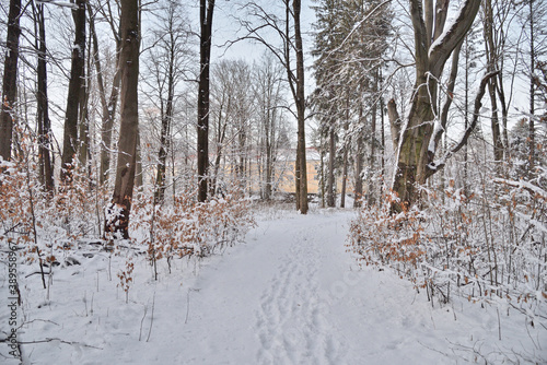Fototapeta Naklejka Na Ścianę i Meble -  Winter